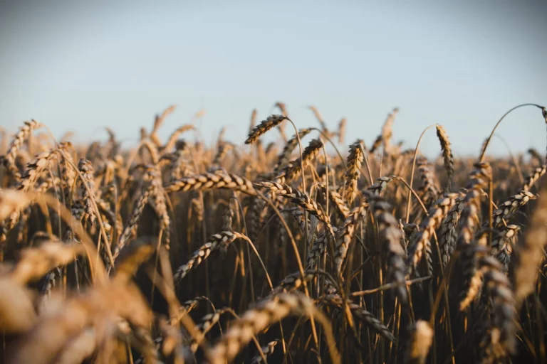 Wheat Field